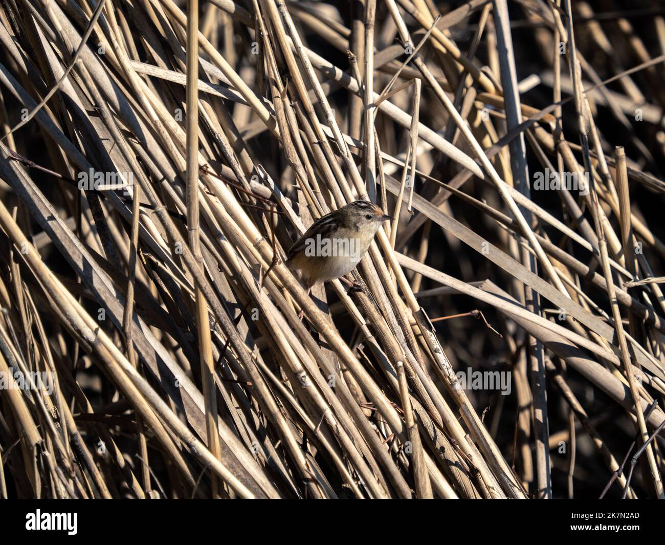 Un oiseau paruline à queue en éventail rayé perçant sur des herbes séchées le long d'un étang à Fujisawa, au Japon Banque D'Images
