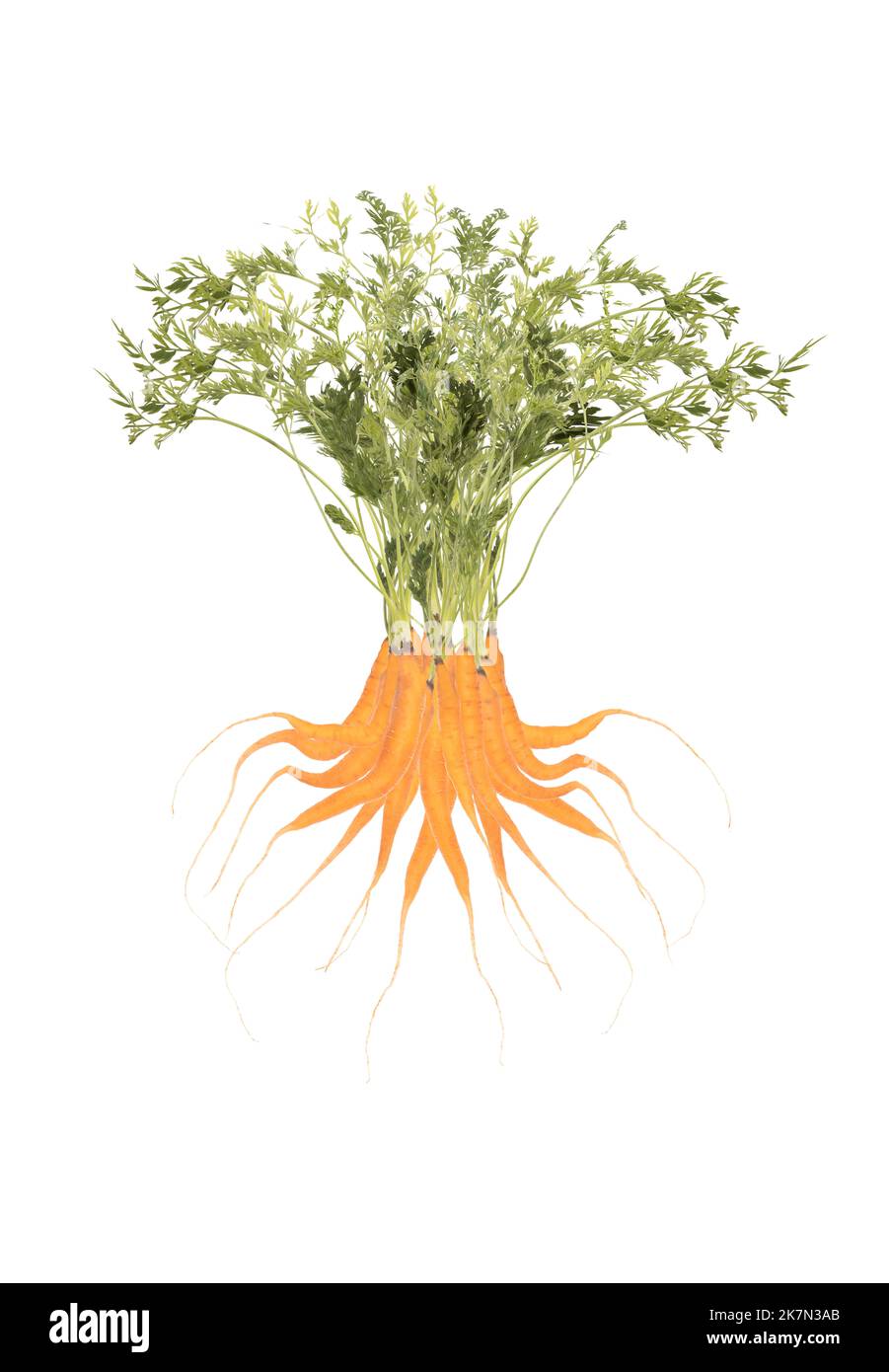 carrotsil, un arbre fait de carottes isolées sur blanc Banque D'Images