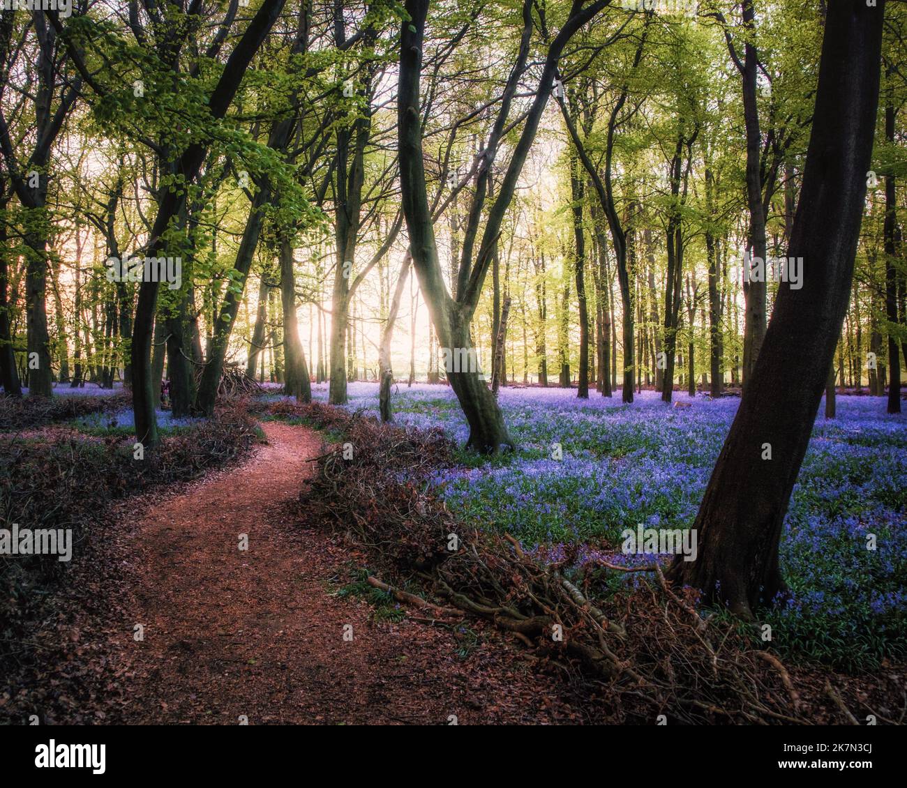 Les cloches au coucher du soleil à Dockey Wood sur le domaine d'Ashridge, Hertfordshire, Royaume-Uni Banque D'Images