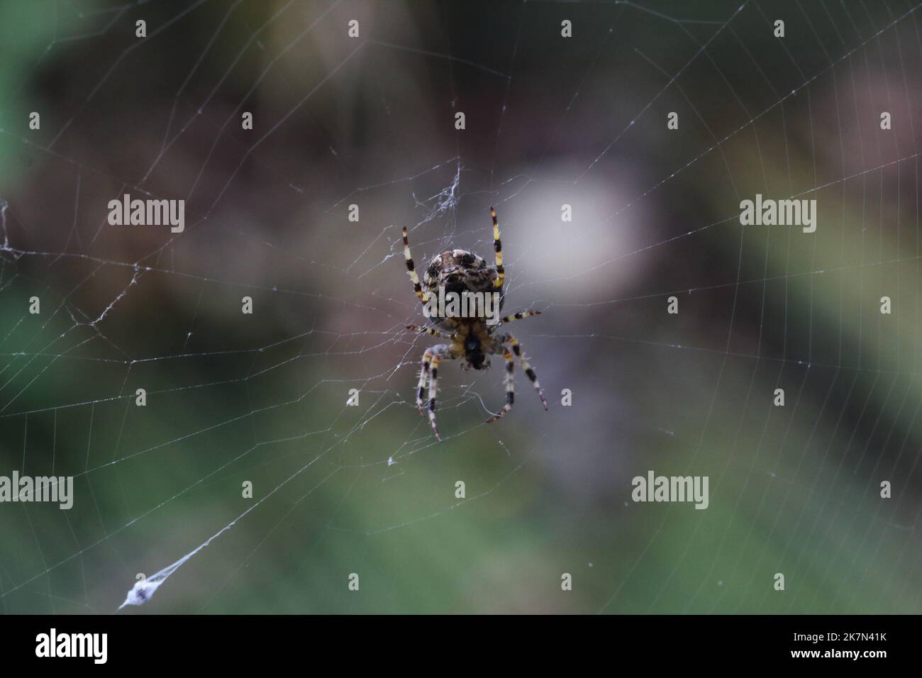 Un plan macro sur une araignée sur son site web Banque D'Images