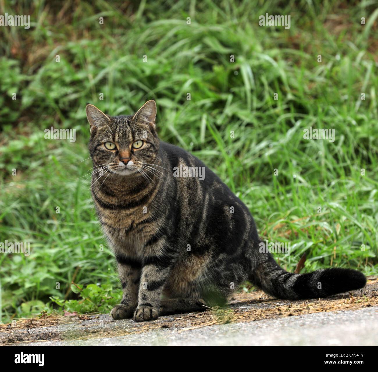 Cat est curieusement assis sur une route de terre Banque D'Images