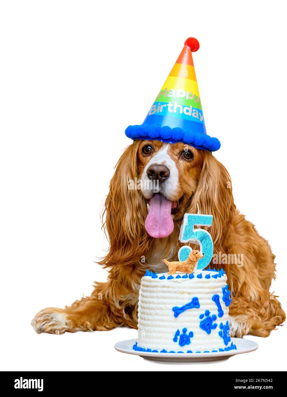 Animal de compagnie de caniel mignon Cocker célébrant son anniversaire de cinq ans. Personne Banque D'Images Animal de compagnie de caniel mignon Cocker célébrant son anniversaire de cinq ans. Personne Banque D'Images