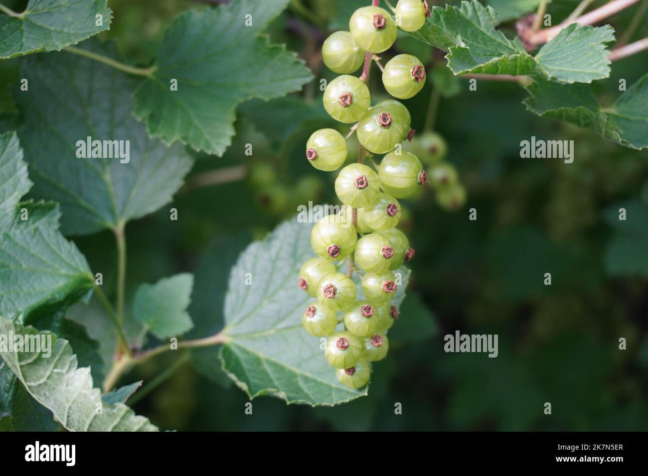 Un bouquet de baies de cassis non mûres sur sa vigne Banque D'Images