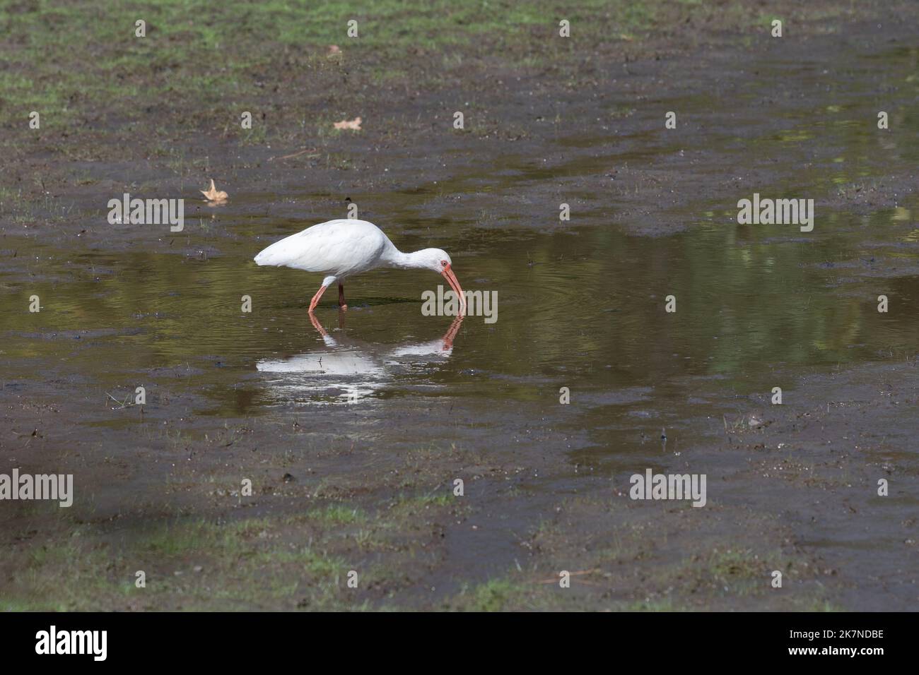 Une sécheresse estivale a entraîné un étang de séchage où un ibis blanc se met à chercher de la nourriture. Banque D'Images