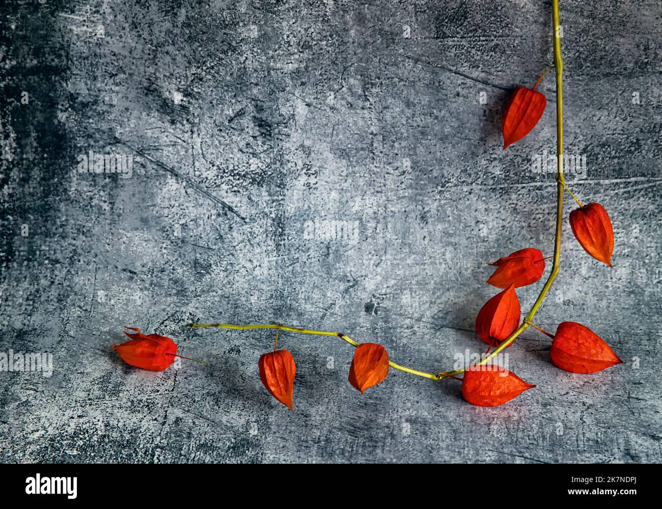 Branche de Fesalis aux fruits orange sur fond abstrait foncé. Cadre et fruits de fésalis en forme de coeur. Carte de Saint-Valentin. Saint-Valentin Banque D'Images
