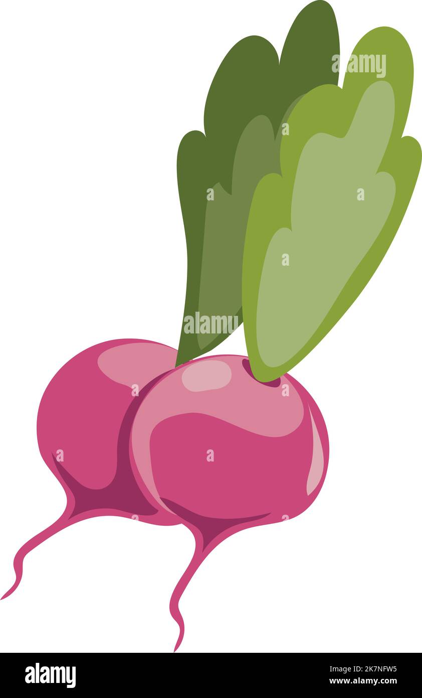 Icône de radis frais. Salade de dessins animés légumes de printemps Illustration de Vecteur