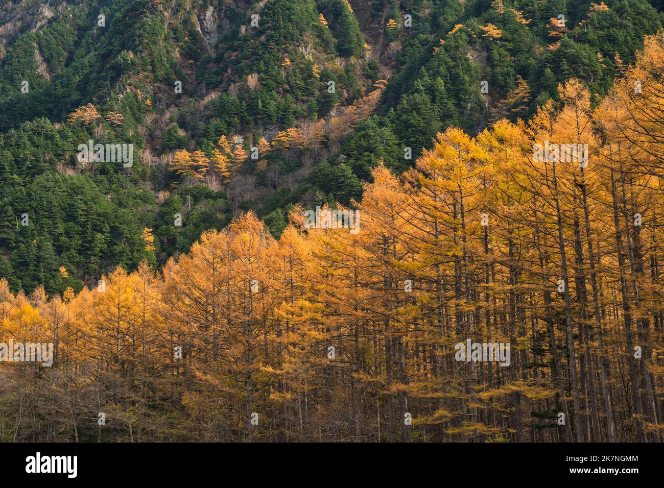 Paysage naturel à Kamikochi Japon, saison des feuillages d'automne avec pins Banque D'Images
