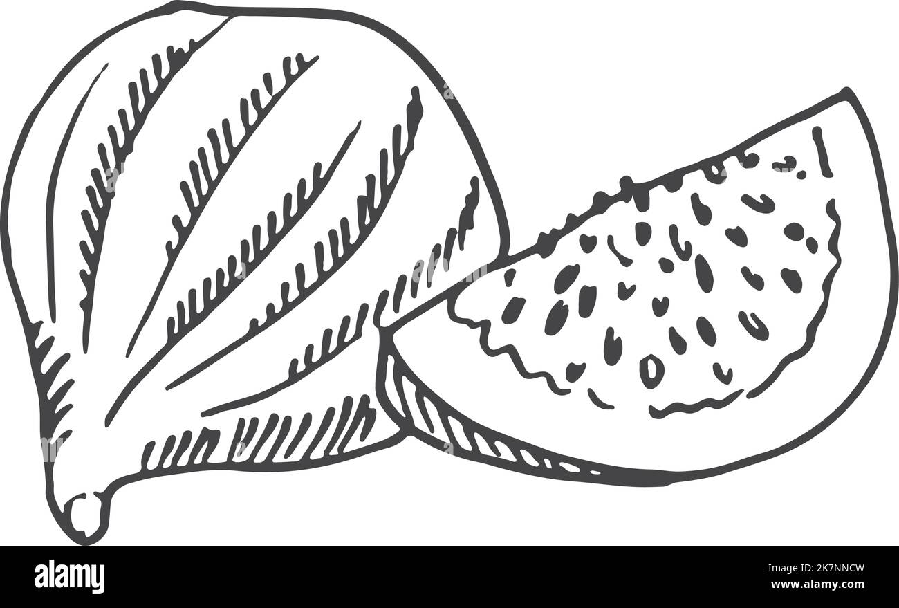 Joli croquis de figues. Fruits entiers et dessin de tranches Illustration de Vecteur Joli croquis de figues. Fruits entiers et dessin de tranches Illustration de Vecteur