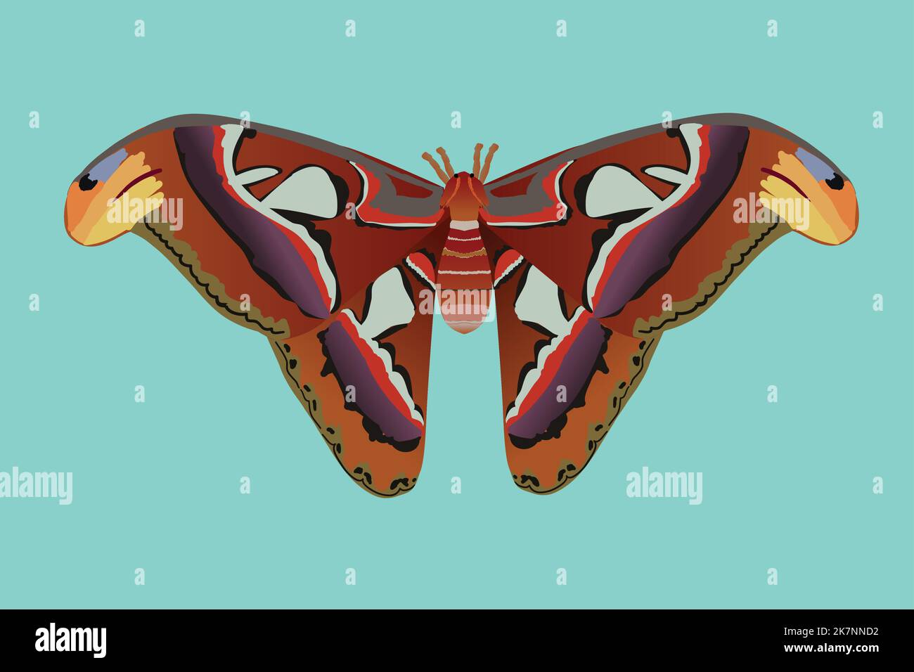 Illustration vectorielle d'un papillon de l'atlas. L'insecte est coupé sur un fond bleu. La teigne de l'Atlas est l'un des lépidoptères les plus grands, avec un wingsp Illustration de Vecteur