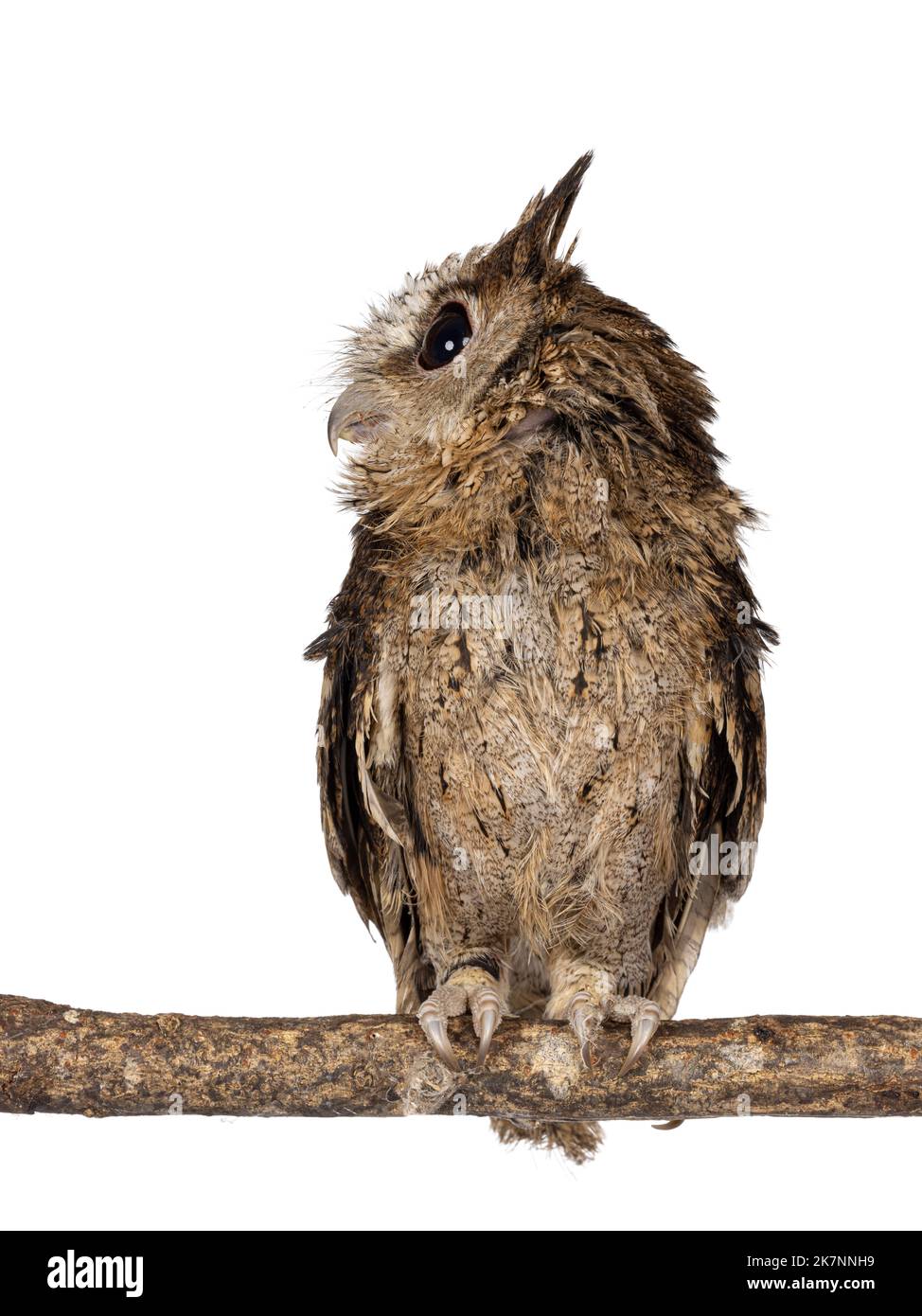 Mignon petit hibou indien brun Otus bakkkkkamoena, assis sur la branche. Regarder les côtés loin de l'appareil photo. Isolé sur un fond blanc. Oreilles vers le haut. Banque D'Images