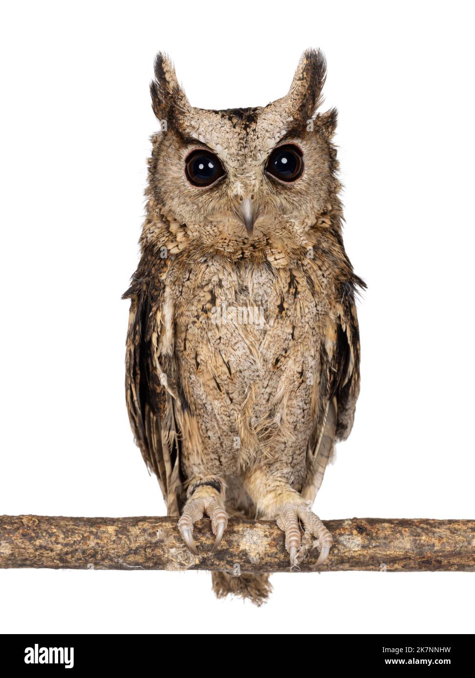Mignon petit hibou indien brun Otus bakkkkkamoena, assis sur la branche. Regarder directement vers l'appareil photo. Isolé sur un fond blanc. Oreilles vers le haut. Banque D'Images