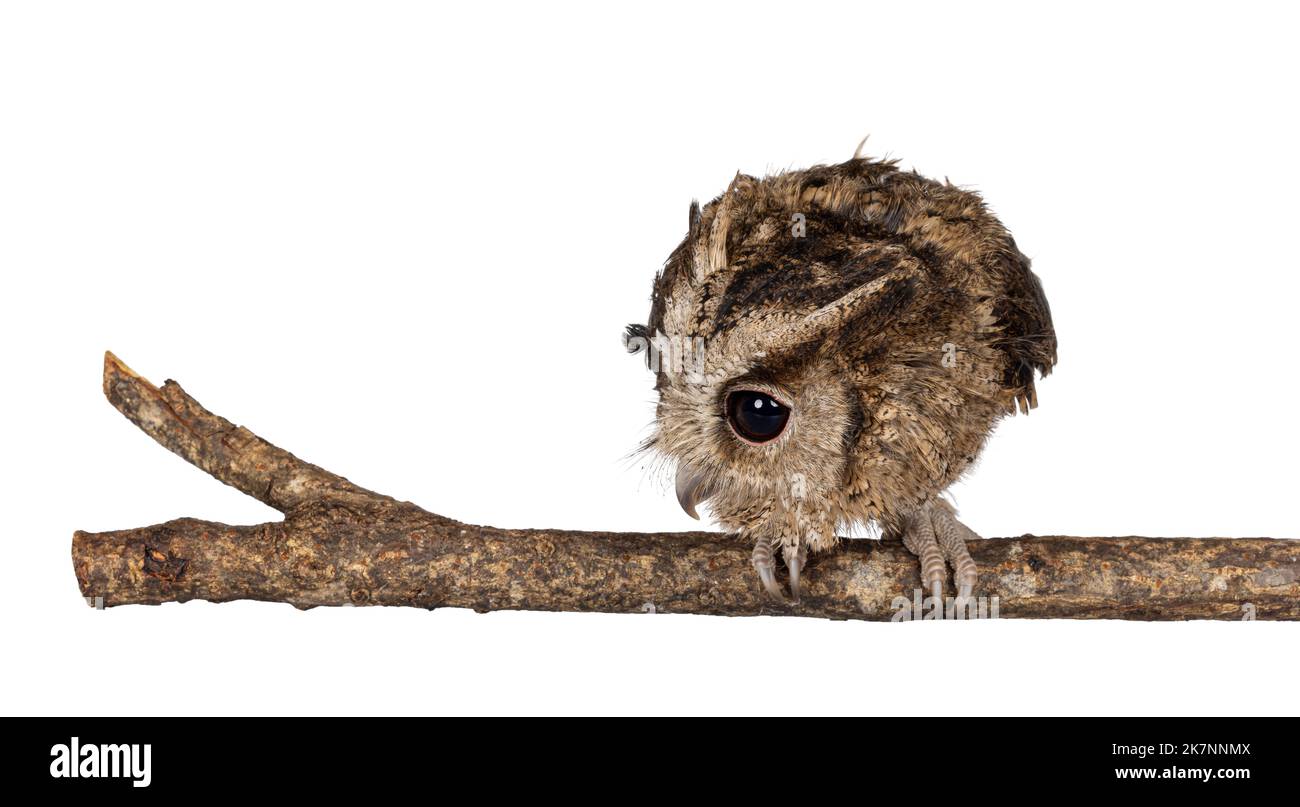 Mignon petit hibou indien brun Otus bakkkkkamoena, assis sur la branche. Prêt pour la chasse. Isolé sur un fond blanc. Oreilles vers le haut. Banque D'Images