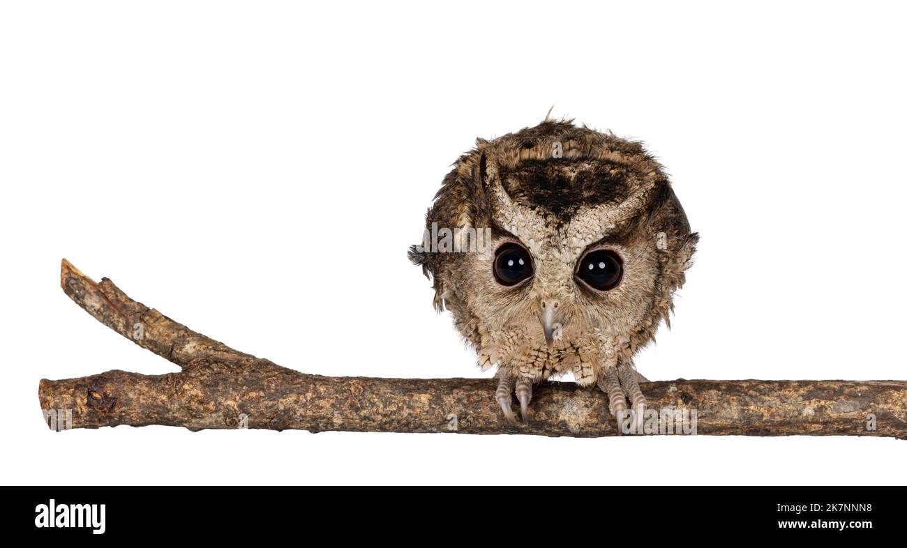 Mignon petit hibou indien brun Otus bakkkkkamoena, assis sur la branche. Recherche directe de la caméra prête pour la chasse. Isolé sur un fond blanc. C'est le cas des oreilles Banque D'Images