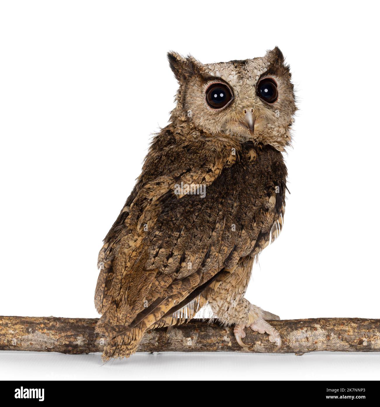 Mignon petit hibou indien brun Otus bakkkkkamoena, assis en arrière sur la branche. En regardant l'épaule vers l'appareil photo. Isolé sur un fond blanc. Banque D'Images