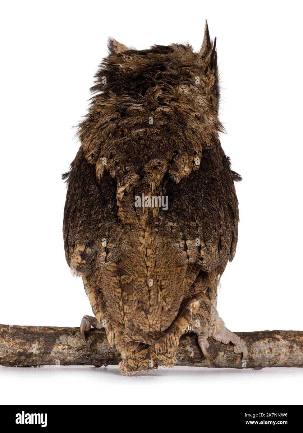 Mignon petit hibou indien brun Otus bakkkkkamoena, assis en arrière sur la branche. Pas de face en arrière. Isolé sur un fond blanc. Banque D'Images