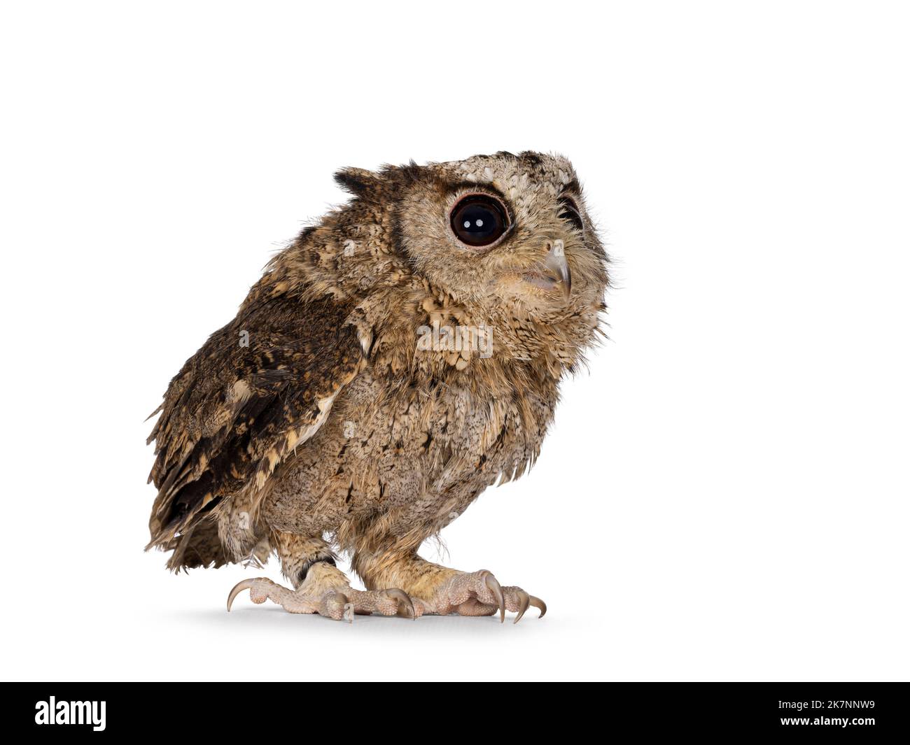 Adorable chouette chouette de Scops indiens marron, alias Otus bakkkkkamoena, assis sur les côtés prêt à décoller. Regarder vers le haut et à l'écart de l'appareil photo. Isolé sur un fond blanc. Banque D'Images