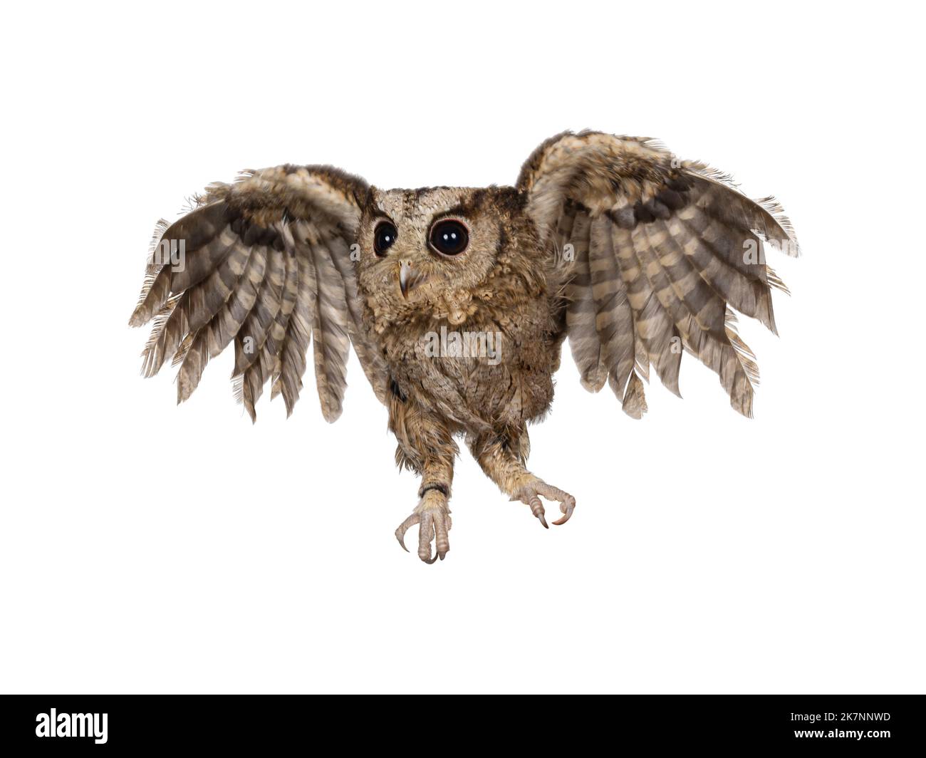 Mignon petit hibou brun indien Scops alias Otus bakkkkkamoena, volant. En regardant loin de l'appareil photo. Isolé sur un fond blanc. Oreilles vers le bas. Banque D'Images