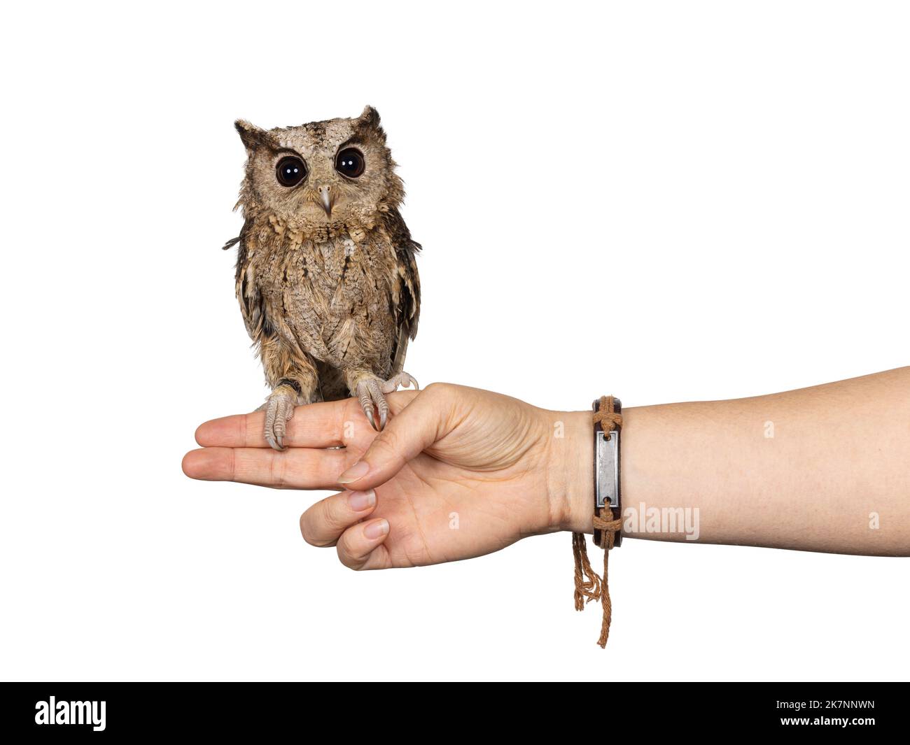 Adorable chouette chouette brune indienne Scops, alias Otus bakkkkkkamoena, assise sur la main humaine. En regardant vers l'appareil photo. Isolé sur un fond blanc. Oreilles vers le bas. Banque D'Images