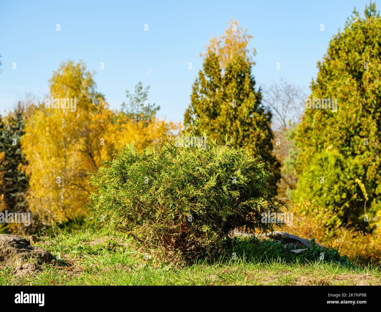 Petite boule de thuja avec le parc et le ciel en arrière-plan Banque D'Images