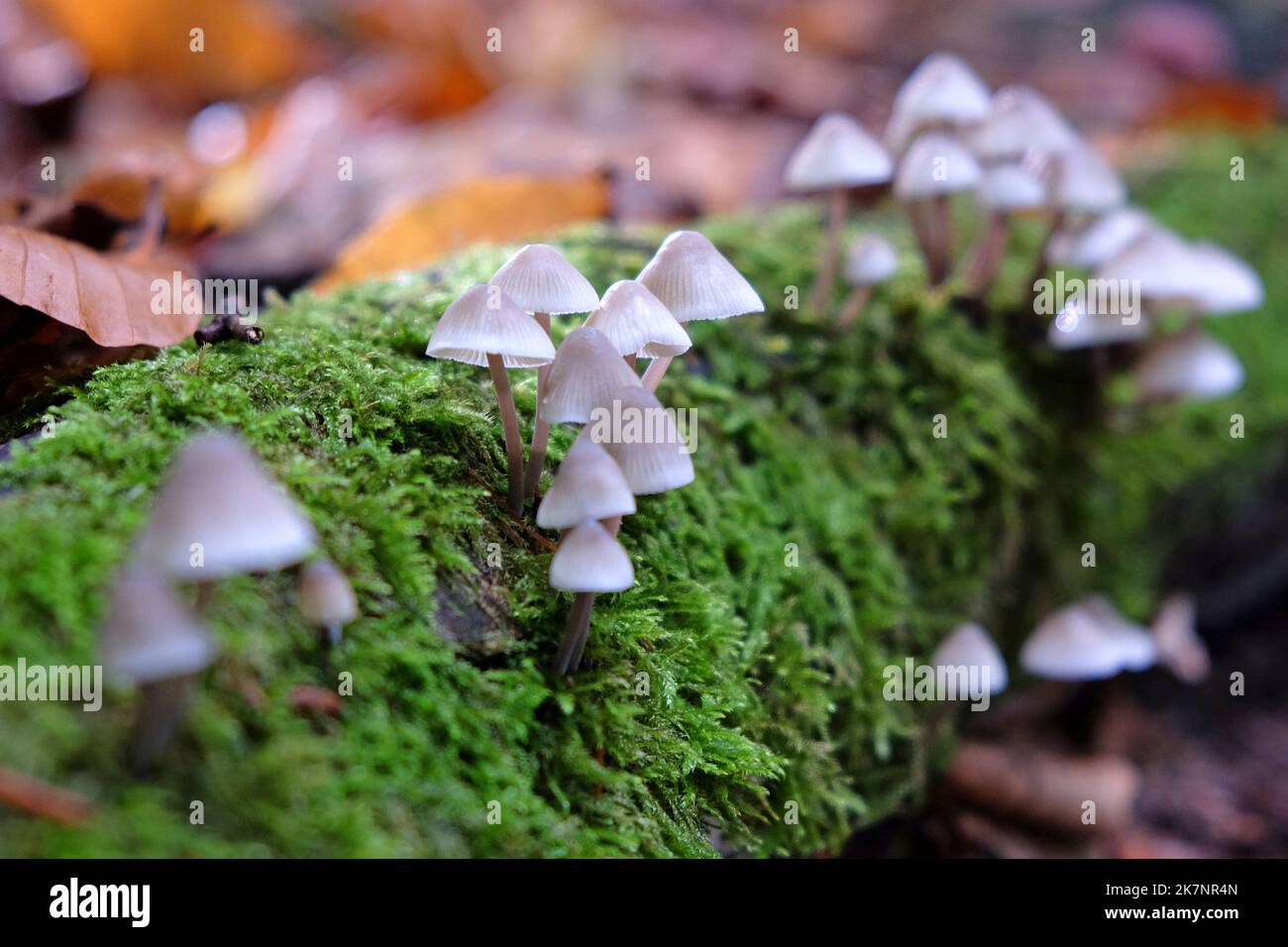 Champignons Bonnet en bois de hêtre, Surrey, Royaume-Uni Banque D'Images