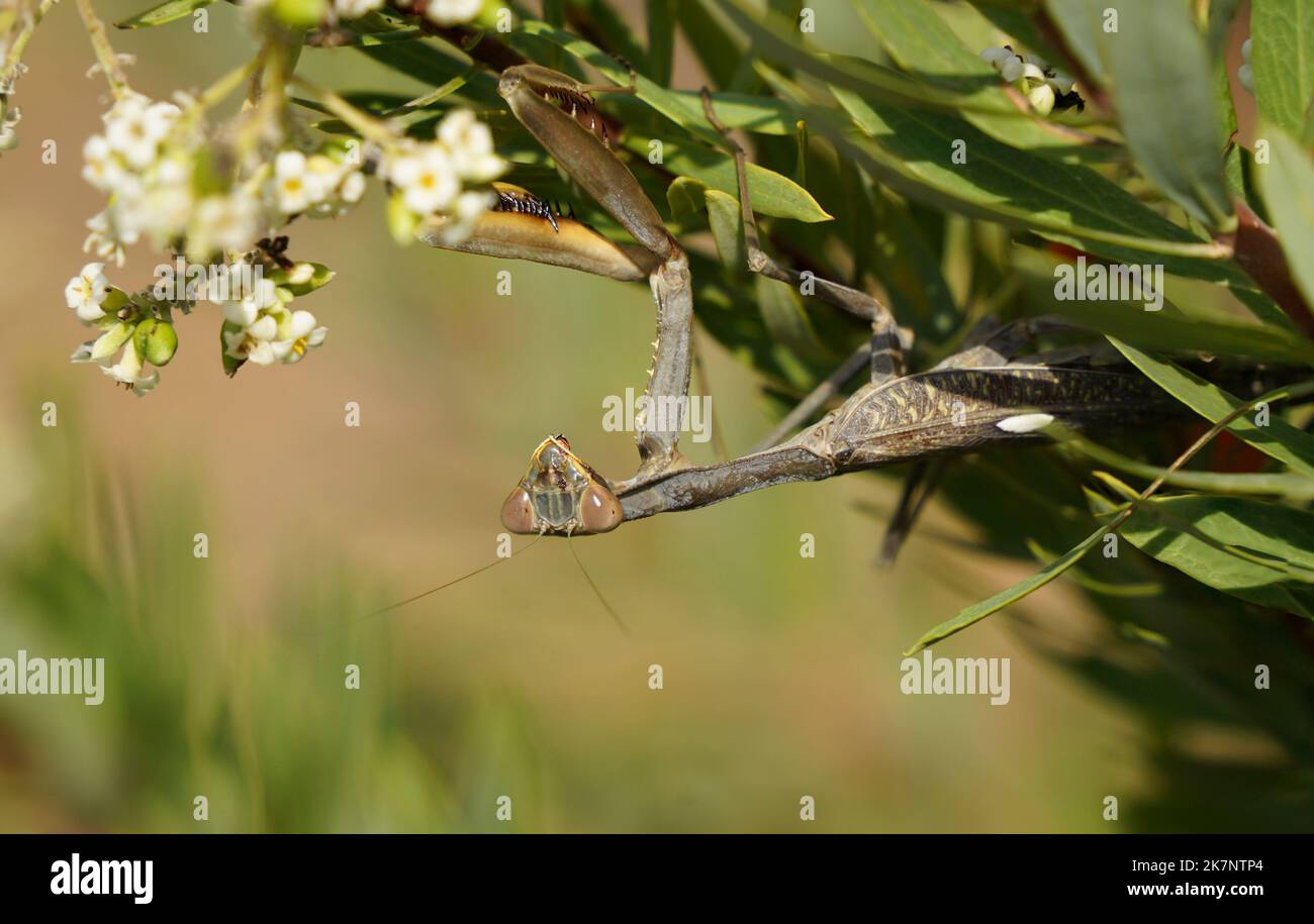 Une mante priante, une mante européenne, Mantis religiosa, Andalousie, Espagne. Banque D'Images