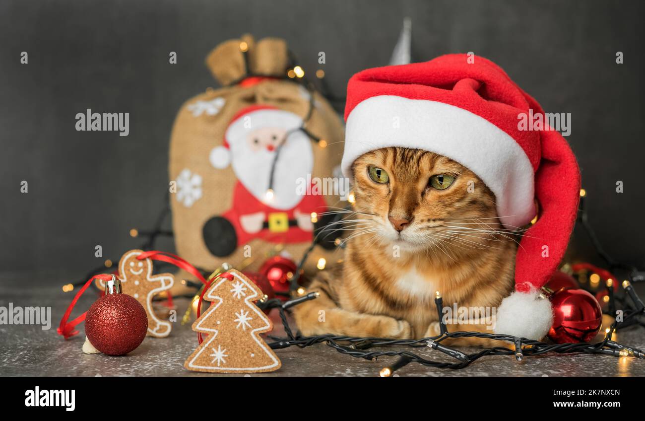 Un chat national au gingembre est assis dans un chapeau du nouvel an sur un fond sombre avec des lumières et des décorations d'arbre de Noël. Carte de Noël. Banque D'Images