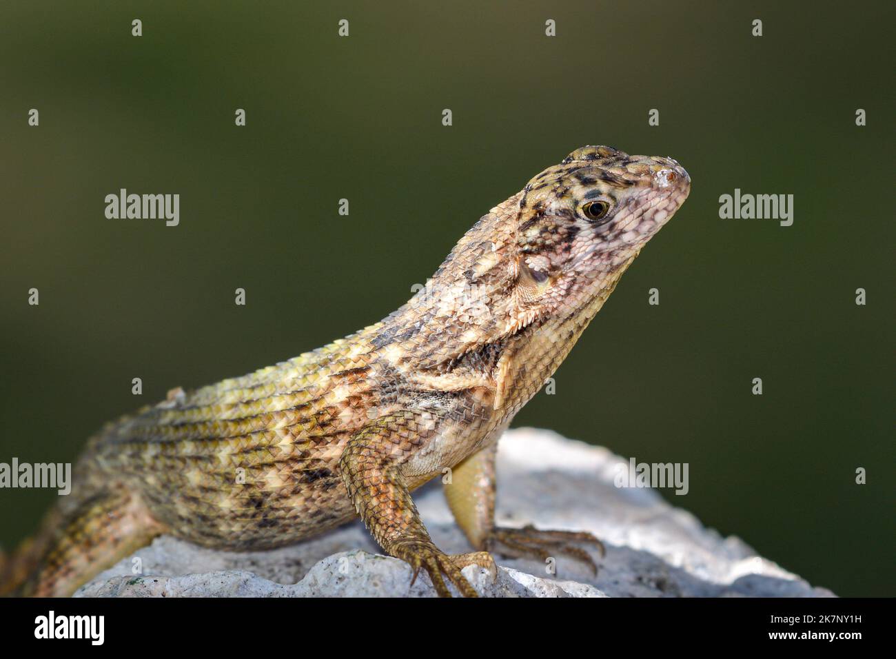 Le lézard à queue de curly cubain se lasse du soleil sur un grand rocher. Banque D'Images