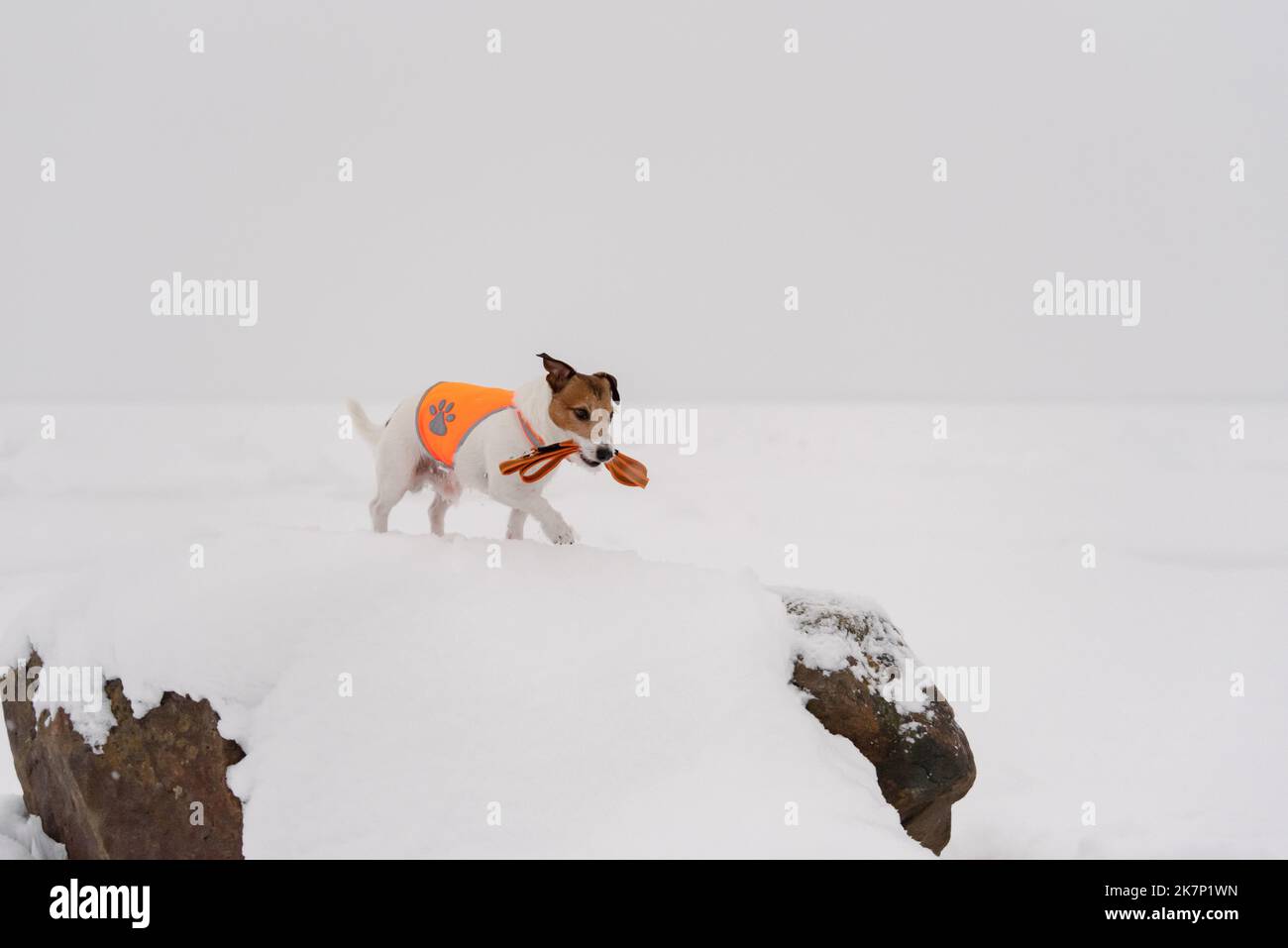 Concept de la marche de chien en hiver avec chien d'animal portant un gilet réfléchissant brillant et tenant la laisse dans la bouche Banque D'Images