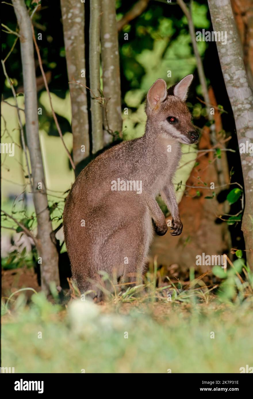 Le wallaby à queue blanche (Notamacropus parryi), également connu sous le nom de wallaby au joli bout, est une espèce de wallaby trouvée dans l'est de l'Australie. Banque D'Images