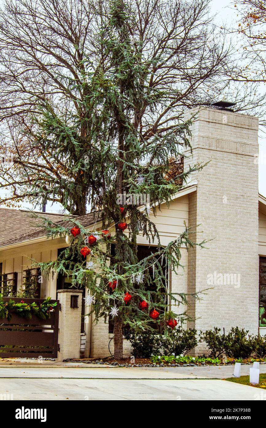 Arbre d'épinette coulant ou pleurant à l'extérieur de la maison avec de grandes décorations de Noël rouges et enneigées Banque D'Images