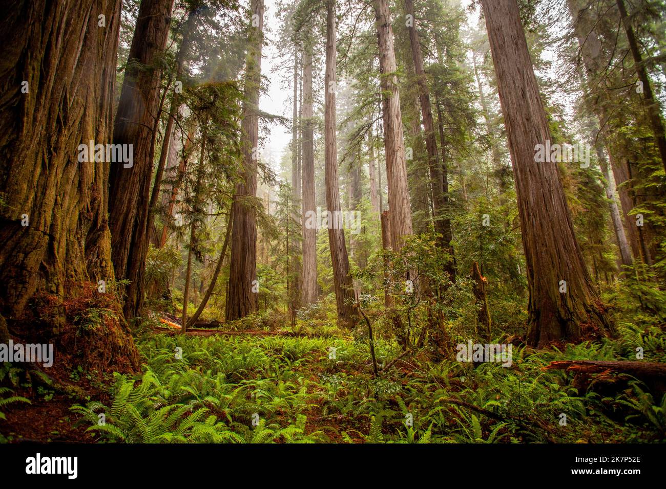 Séquoias en Californie du Nord Banque D'Images