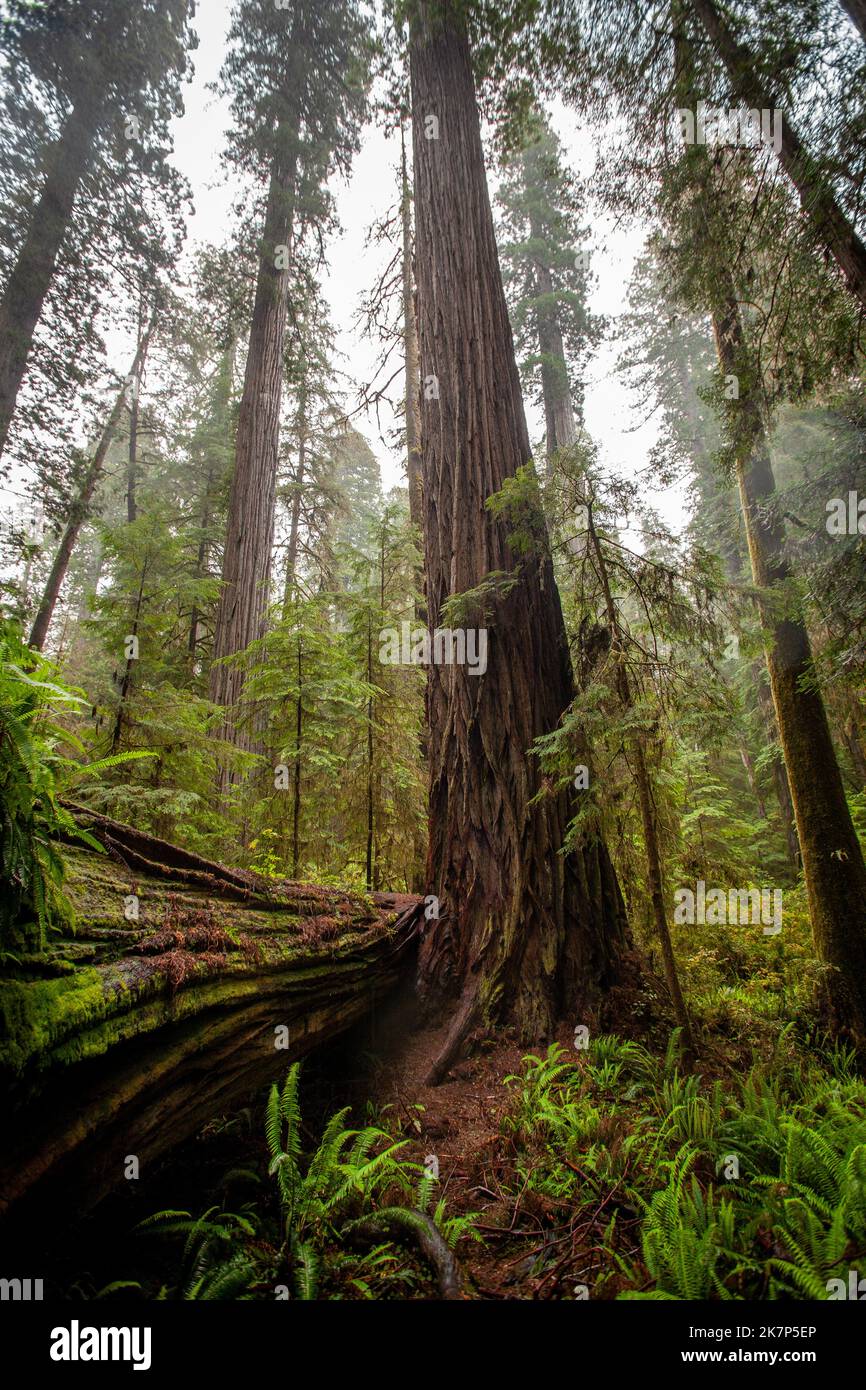 Séquoias en Californie du Nord Banque D'Images