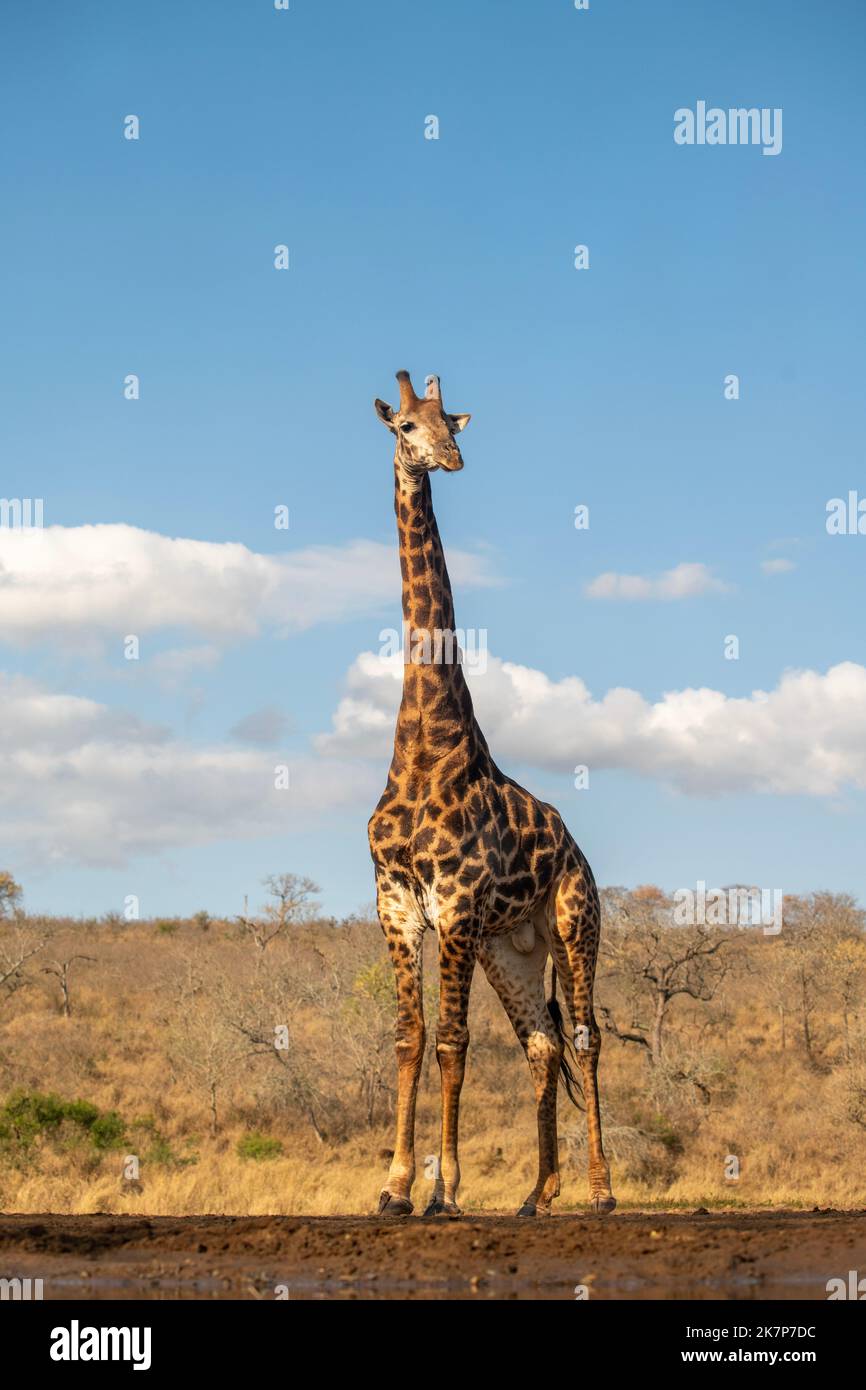 Girafe et ciel bleu tout en visitant un trou d'eau en Afrique du Sud Banque D'Images