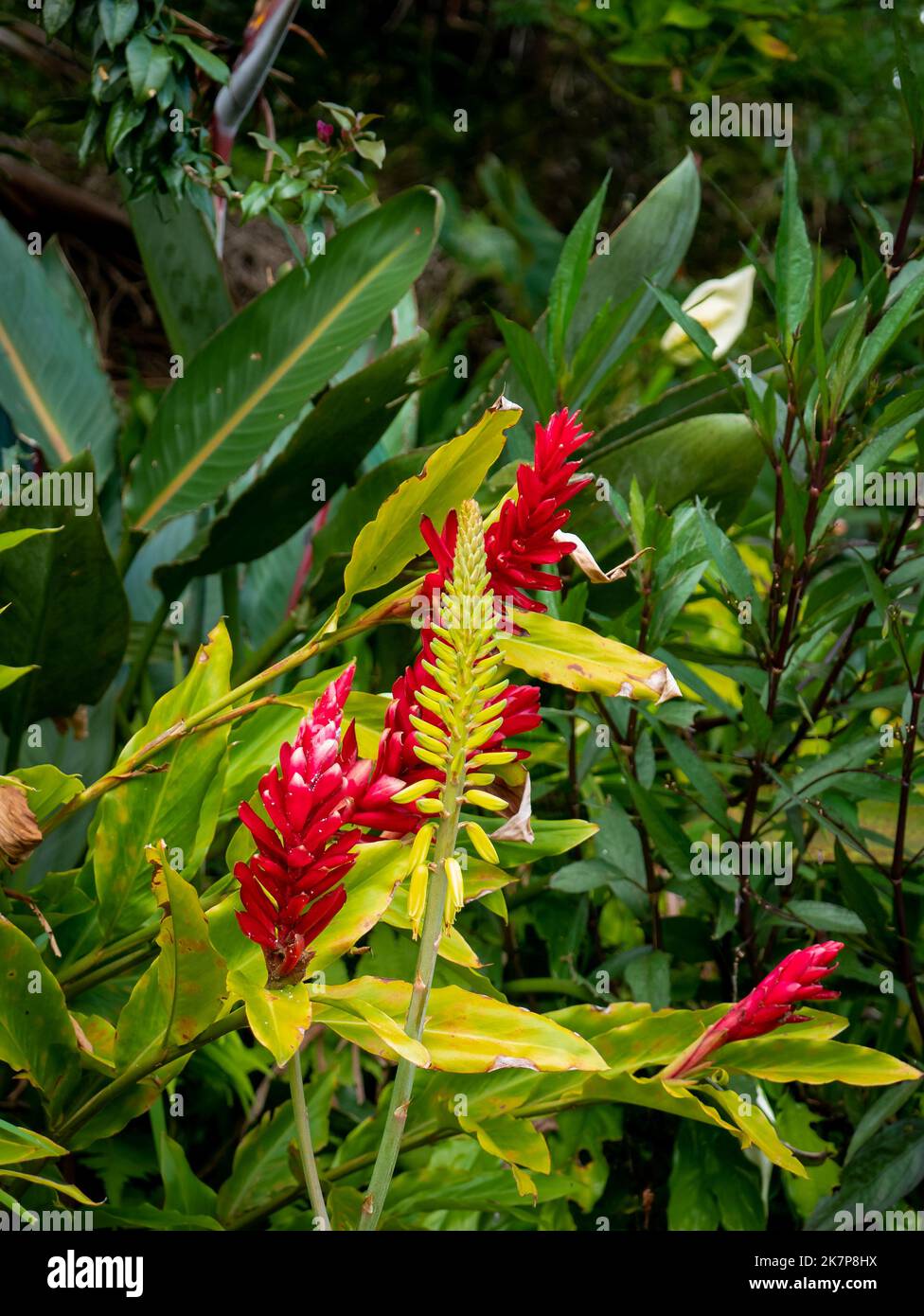 Alpinia Purpurata, gingembre rouge, également appelé Plume d'autruche et gingembre en cône rose, fleur rouge et jaune dans un jardin en un jour nuageux Banque D'Images