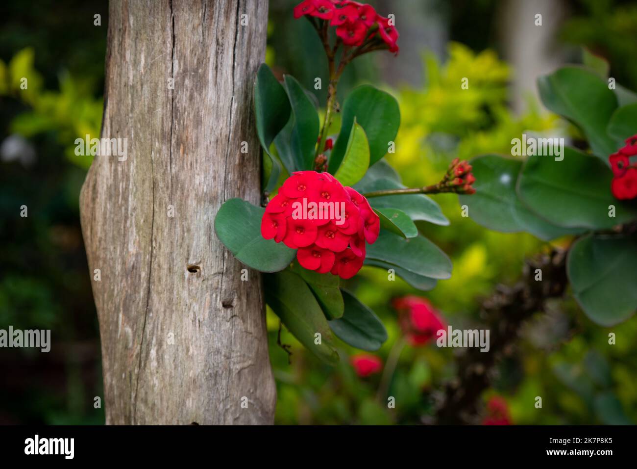 La branche rouge des fleurs connaît comme la Couronne des Thorns, la plante du Christ, ou le Christ Thorn (Euphorbia milii) dans le jardin Banque D'Images