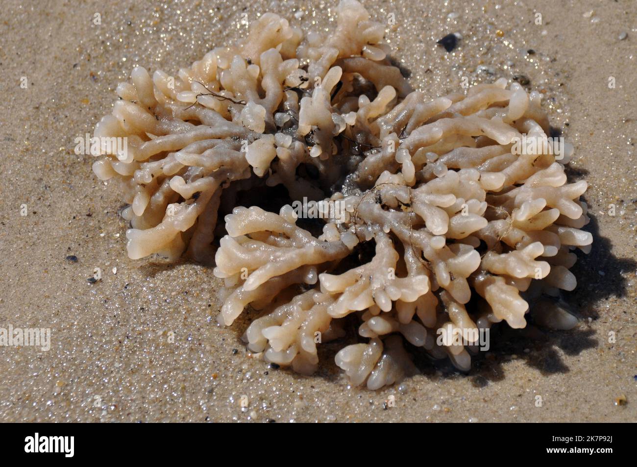 Des algues sur la plage Banque D'Images