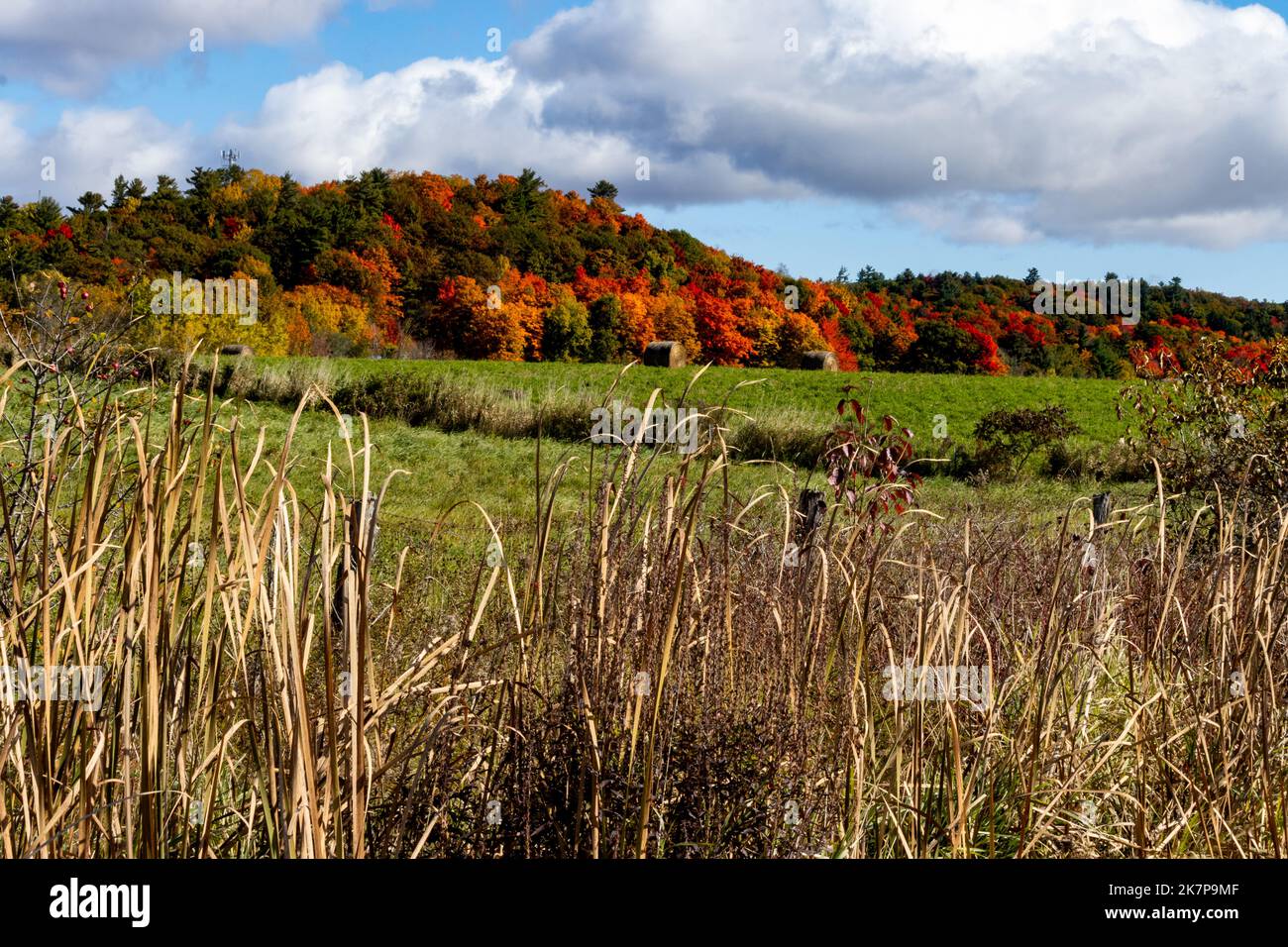 Les balles de foin se trouvent sur le champ devant les collines de la gloire d'automne; les touffes d'herbe mènent au champ et aux collines ondulantes. Banque D'Images