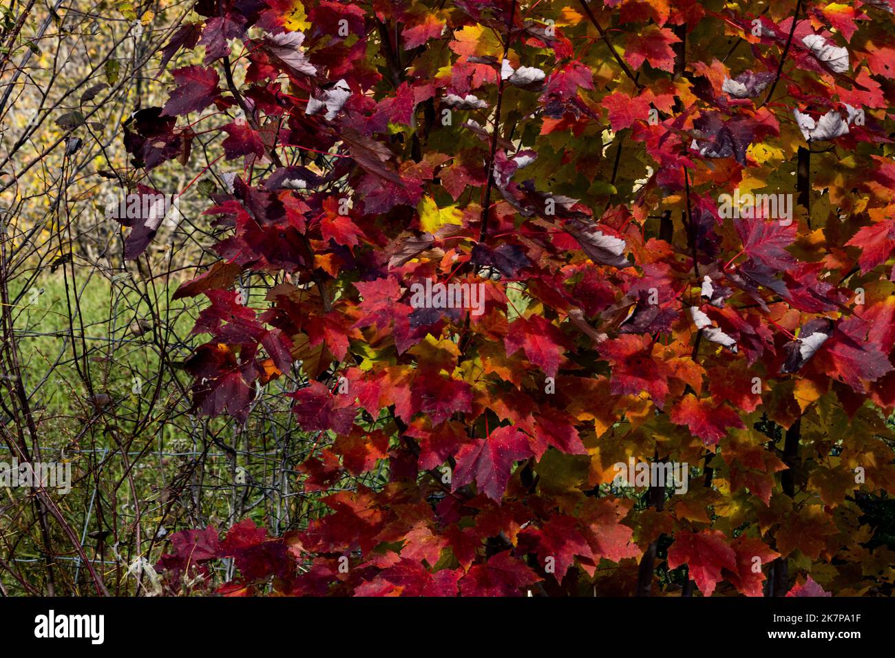 Rouge cerise vif, rouge vin et assortiment d'orange et de jaune ornent cette clôture ; un instantané des couleurs d'automne glorieuses. Banque D'Images