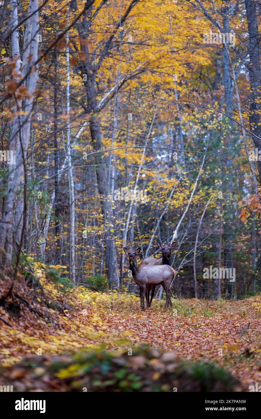 Vache et wapiti de veau à Clam Lake, Wisconsin. Banque D'Images