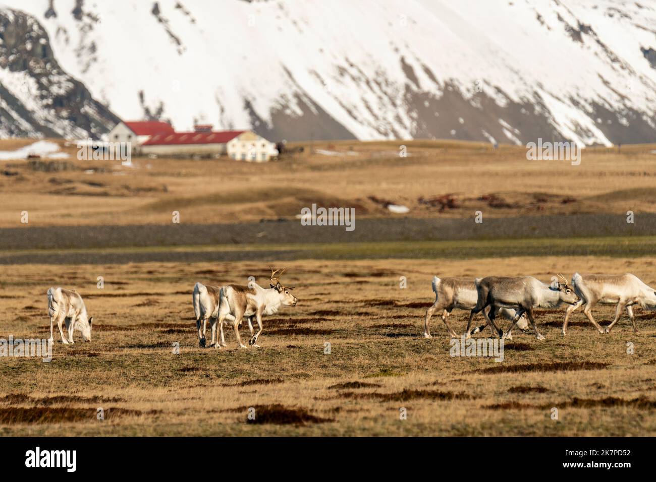 Troupeau de rennes sauvages près de Hvalnes, Fjords de l'est, Islande Banque D'Images