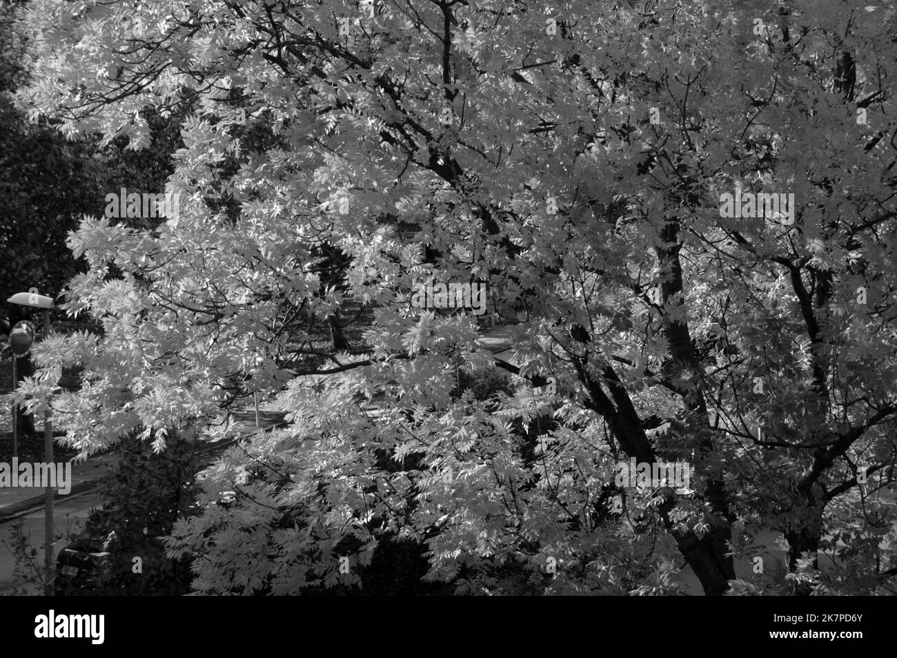 Kastrup/Copenhague /Danemark/18 octobre 2022/automne météo jaune feuilles d'arbre et bleu reste conteneur fr travailleurs à Kastrup. (Photo. Francis Dean/Dean Pictures. Banque D'Images