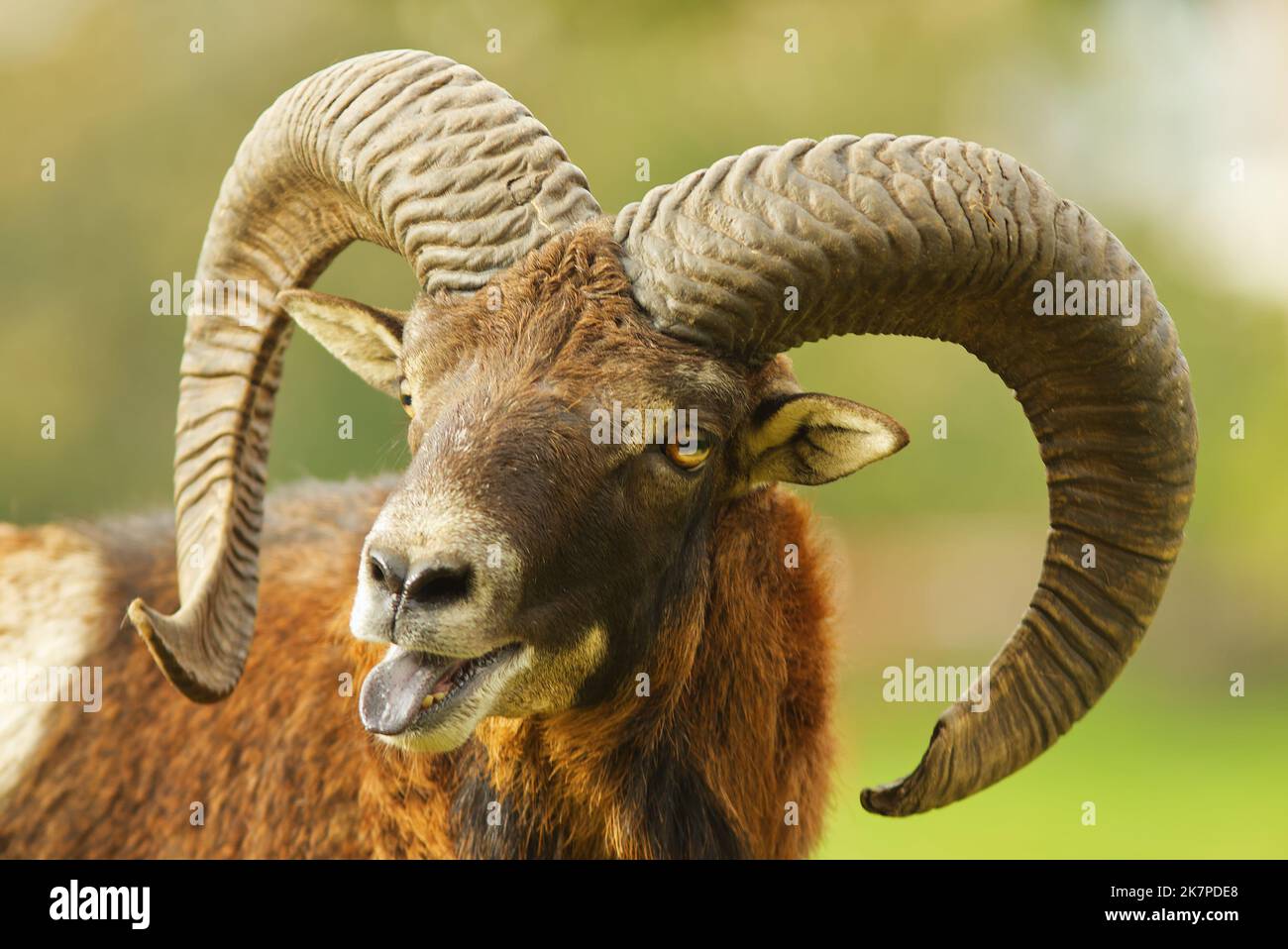 Gros plan de la tête, portrait d'un mâle en mouflon avec de grandes cornes, tête ouverte et languette saillante. Mouflon européen, musimon ovis aries. Banque D'Images