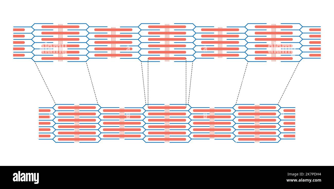 Conception scientifique de la contraction et de la relaxation du sarcomère musculaire. Contraction musculaire et relaxation musculaire symboles colorés. Vecteur Illustreti Illustration de Vecteur