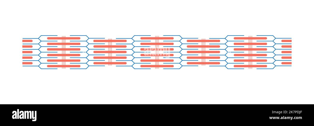 Conception scientifique de sarcomère. Unité structurelle et fonctionnelle du muscle. Symboles colorés. Illustration vectorielle. Illustration de Vecteur