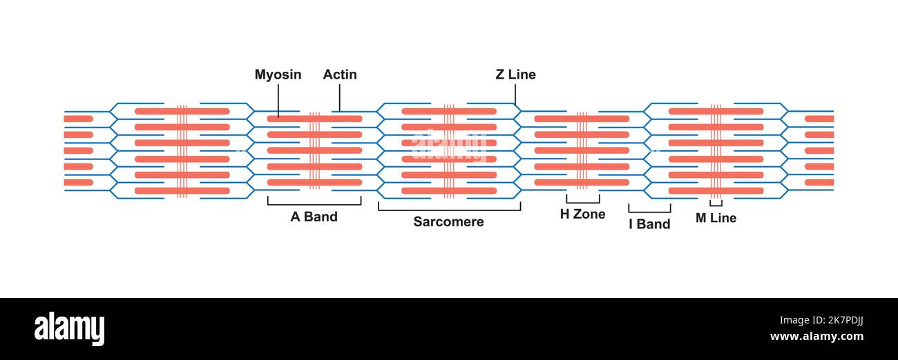 Conception scientifique de sarcomère. Unité structurelle et fonctionnelle du muscle. Symboles colorés. Illustration vectorielle. Illustration de Vecteur