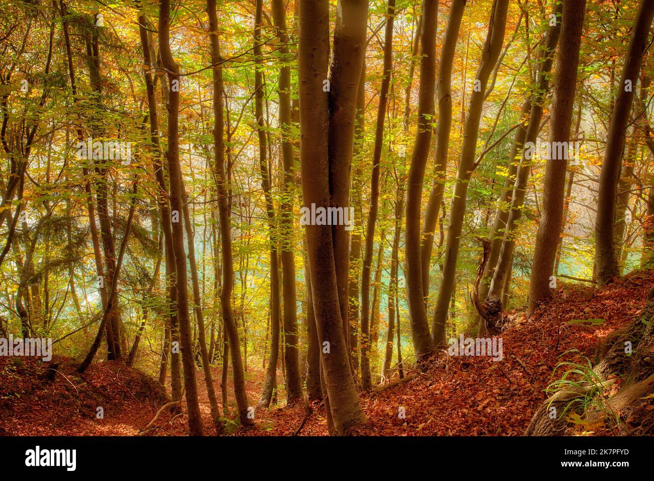 DE - BAVIÈRE: Bois d'automne au-dessus de la rivière Isar à Bad Toelz, Oberbayern. (HDR-Photography par Edmund Nagele FRPS) Banque D'Images