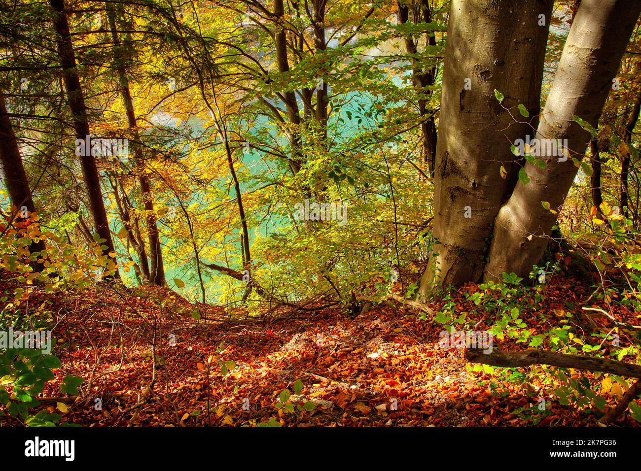 DE - BAVIÈRE: Bois d'automne au-dessus de la rivière Isar à Bad Toelz, Oberbayern Banque D'Images