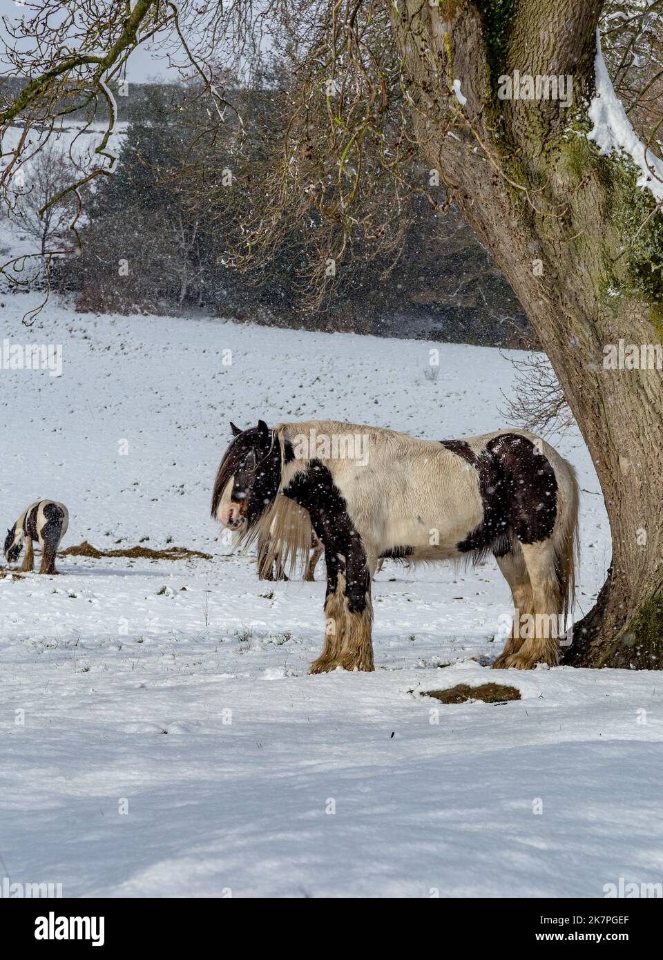 Un cheval se trouve sous un arbre lors d'une douche à neige dans le Yorkshire, en Angleterre. Un autre cheval à l'arrière-plan se nourrit de foin qui a été laissé sur la neige. Banque D'Images
