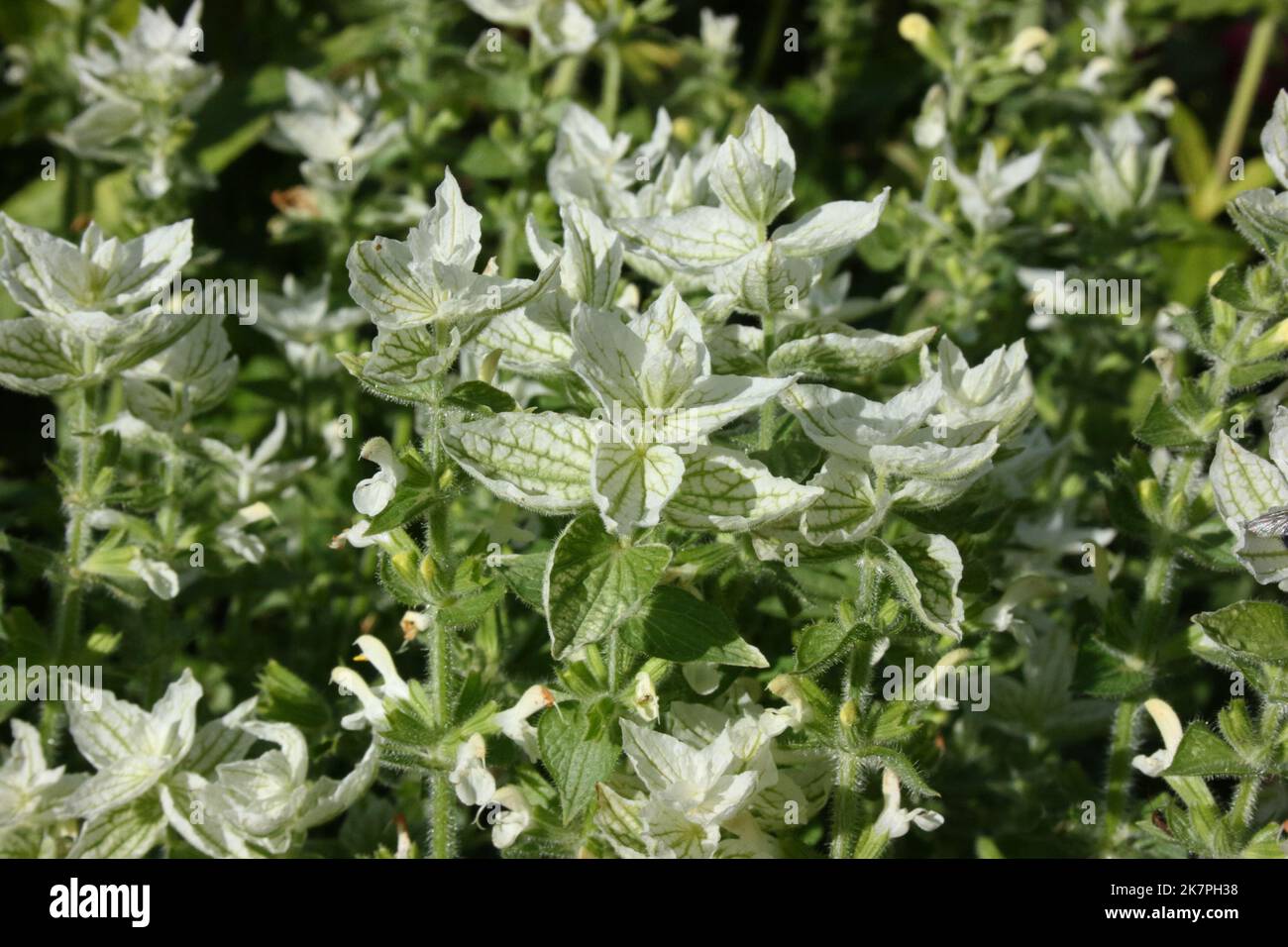 Le Clary annuel (Salvia viridis 'White Mist') dans le jardin. Banque D'Images