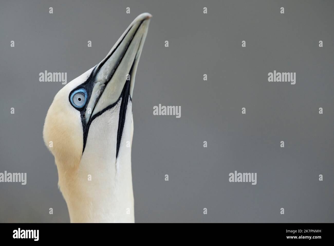 Northern Gannet Morus bassanus, un oiseau adulte qui « pointe en flèche » pendant la cour, au bord d'une falaise, Yorkshire, Royaume-Uni, août Banque D'Images